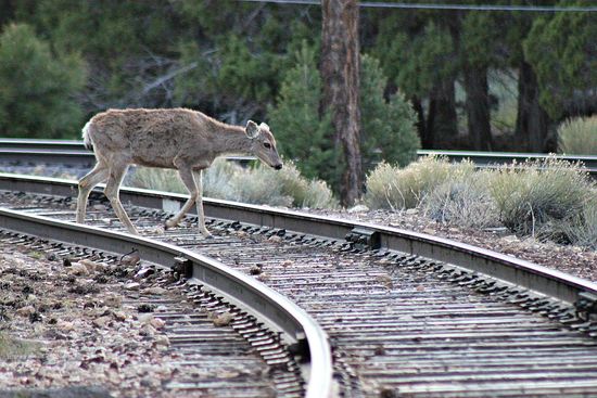 grand canyon elk