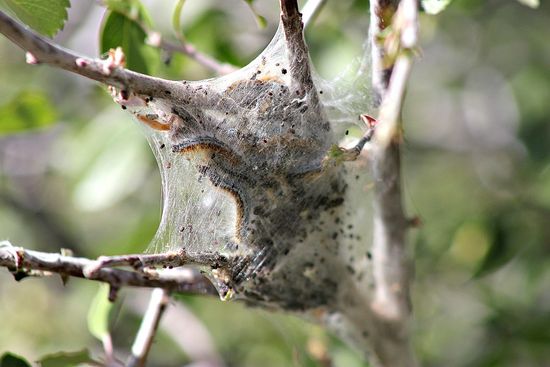 western tent caterpillar