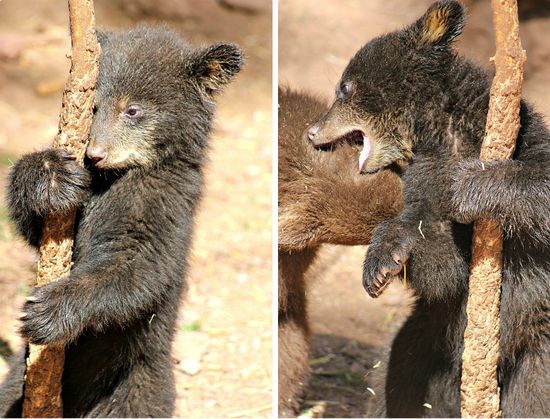 Black bear cubs