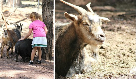 Bearizona Goats