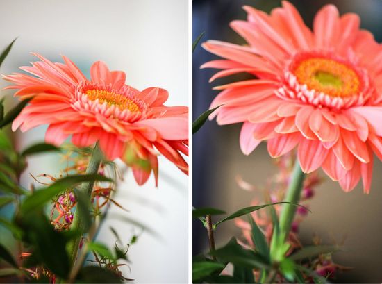 Gerbera flower