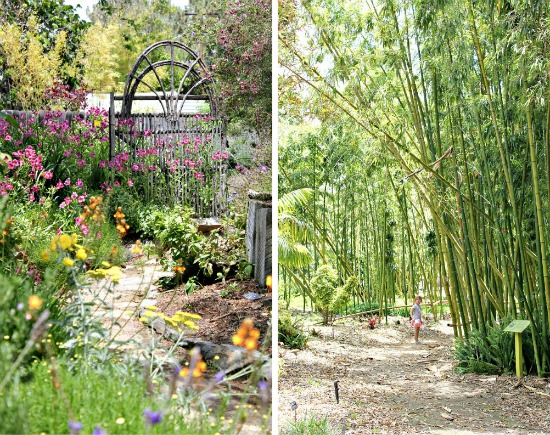 Bamboo garden