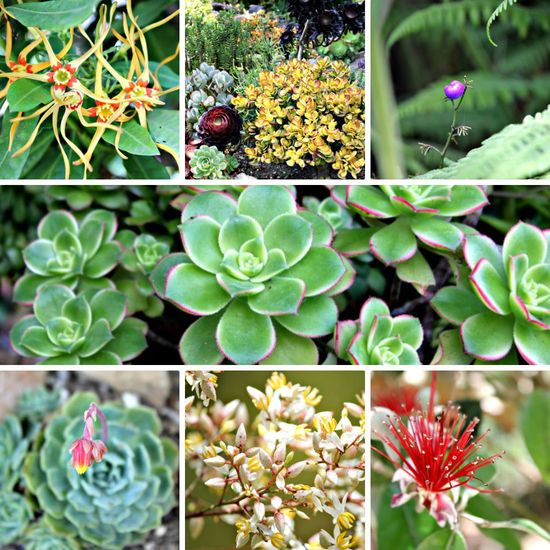San Diego Botanic Garden plants