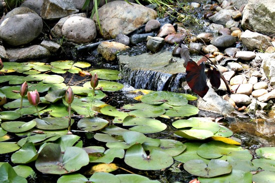 San Diego Botanic Garden