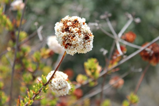 Buckwheat