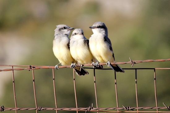 birds on a wire