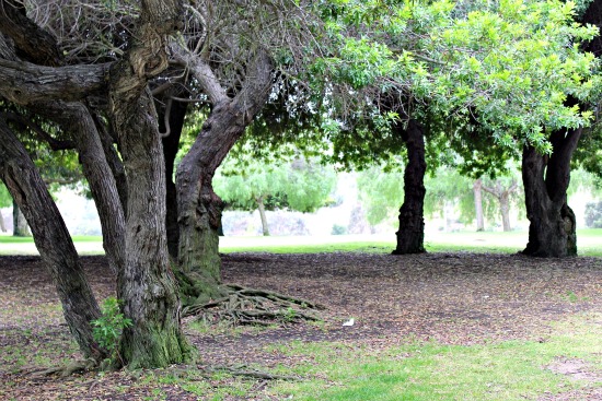 Peppergrove Playground