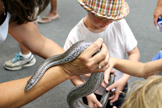 Coastal Rosy Boa