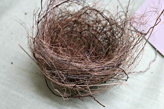 birds nest