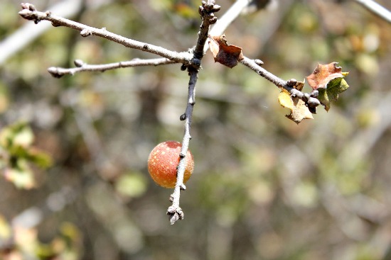 Wasp gall