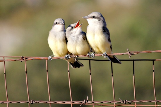 birds on a wire