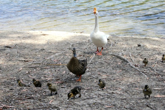 Chollas Lake Park