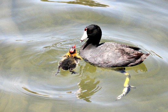 Chollas Lake Park