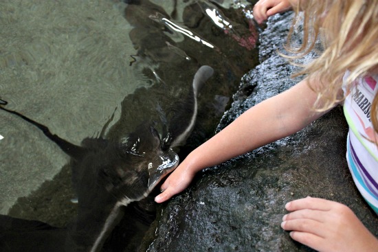 feeding stingrays