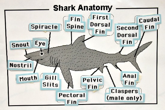 all about sharks