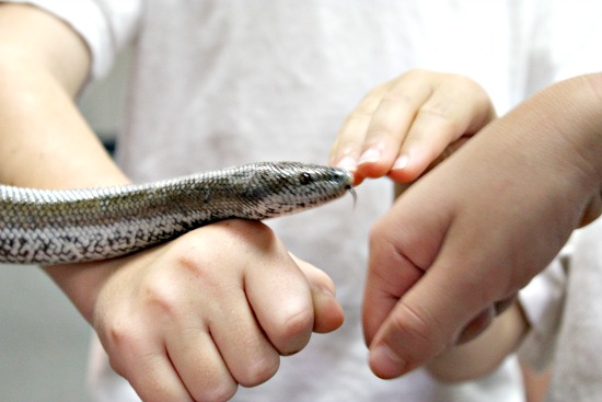 Coastal Rosy Boa