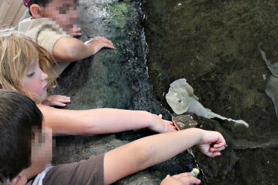 feeding stingrays