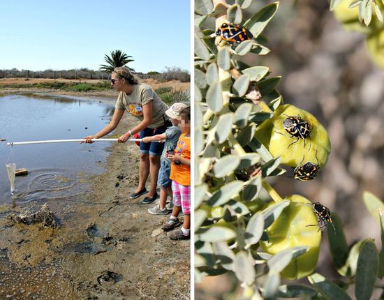 Collecting plankton at living coast