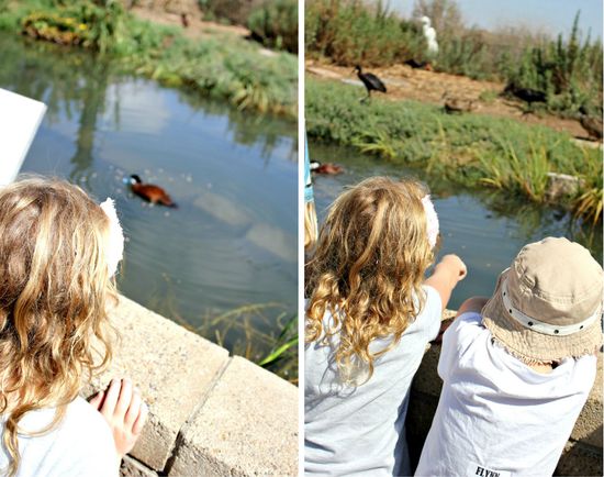 Duck feeding at living coast nature center