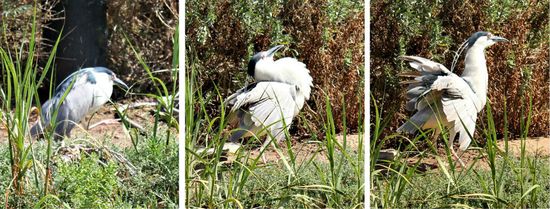 Night Heron