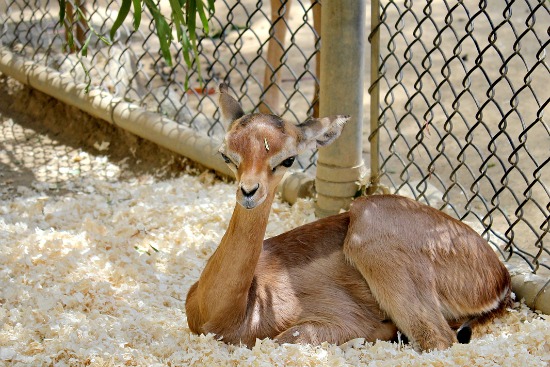 LA Zoo Steenbok