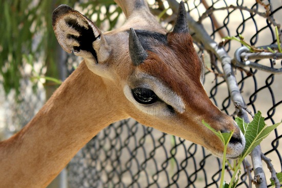 LA Zoo Steenbok