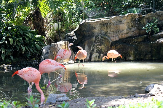 LA Zoo Flamingo