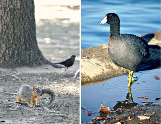 Lake Balboa wildlife