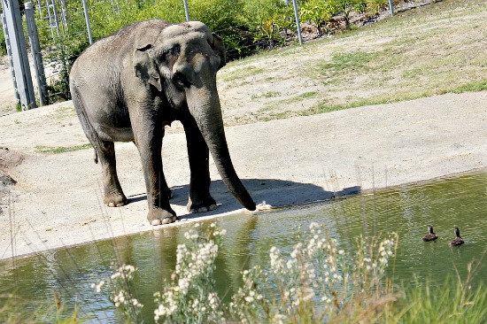 LA Zoo Elephant