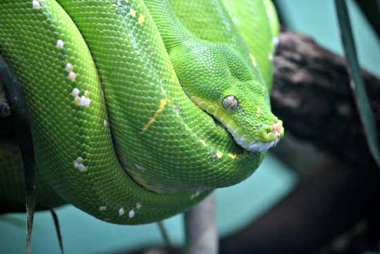 San Diego Zoo Snakes