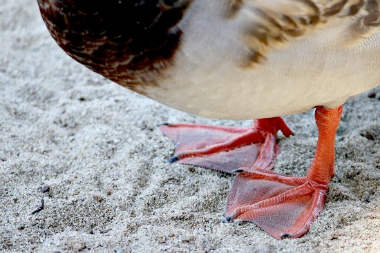 Webbed feet