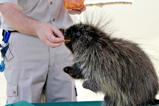 Porcupine