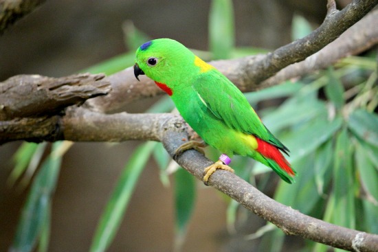 San Diego Zoo birds