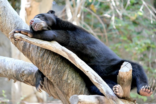 San Diego Zoo Bear