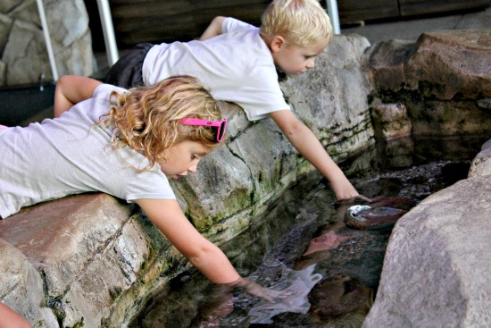 sea life aquarium