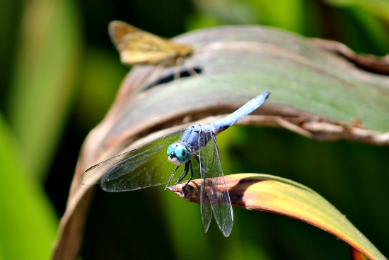 A dragonfly