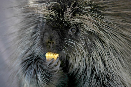 A porcupine eating lunch