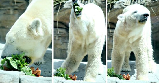 San Diego Zoo Polar Bear