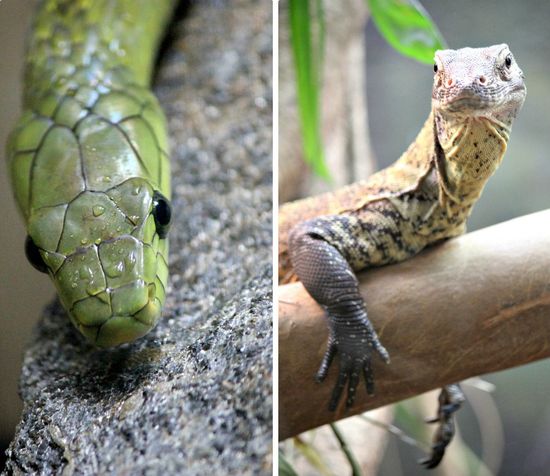 San Diego Zoo Reptiles