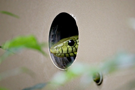 San Diego Zoo Reptile House