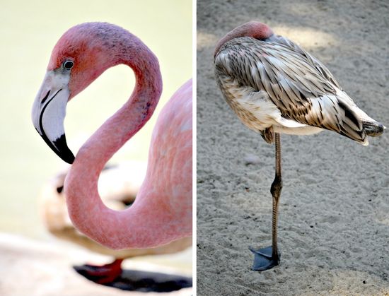 San Diego Zoo Flamingo