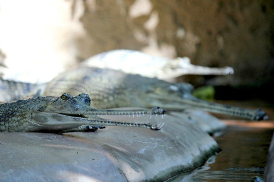 San Diego Zoo crocodile