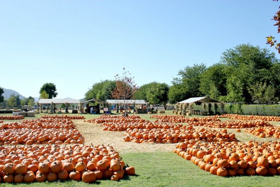 Bates Nut Farm Pumpkin Patch