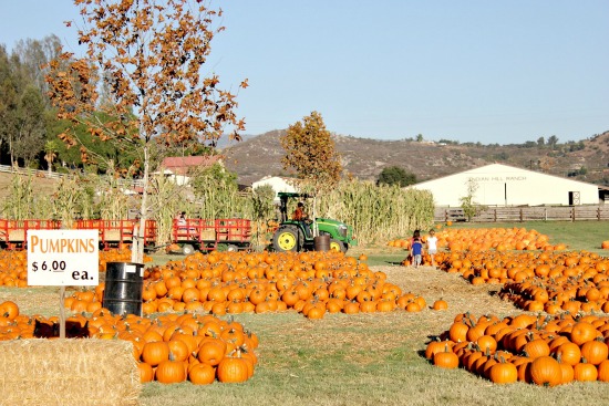 Pumpkin Patch at Bates Nut Farm