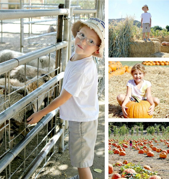 Pumpkin Patch at Bates Nut Farm