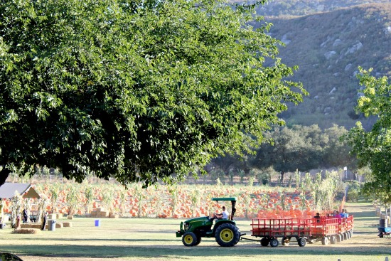 Bates Nut Farm