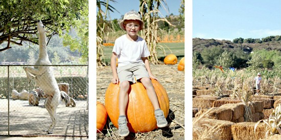 Bates Nut Farm San Diego