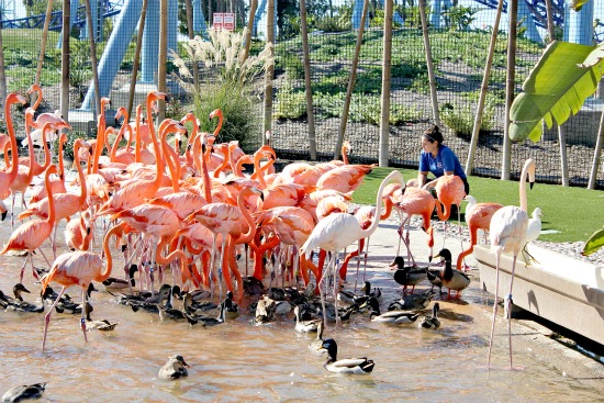 Flamingo Feeding SeaWorld San Diego