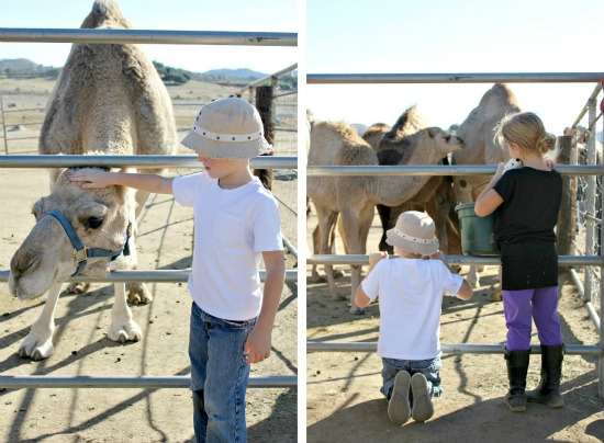 Oasis camel dairy