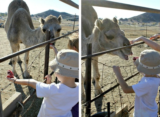 Feeding camels at the camel dairy